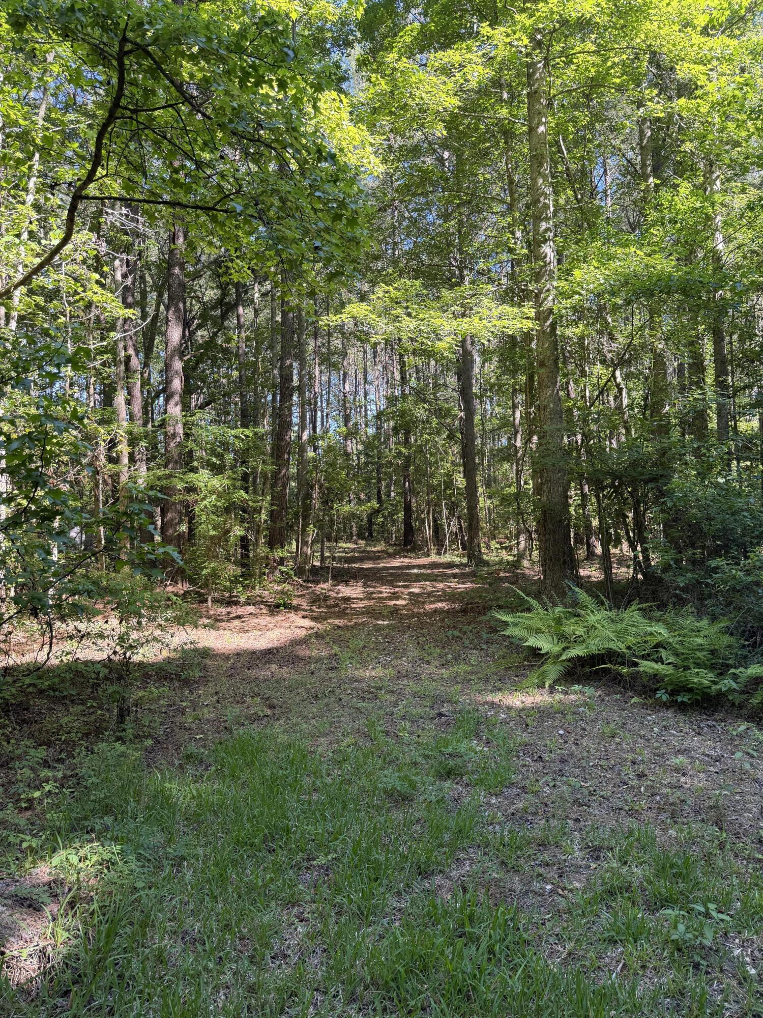 3125 State Road Ridgeville, SC 29472 - Photo 13 of 18 IMG_0956