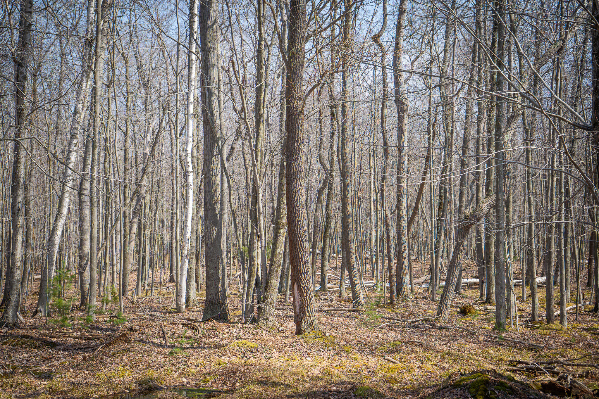 4986 North Ridge Road Pentwater, MI 49449 - Photo 39 of 53 DSC07993