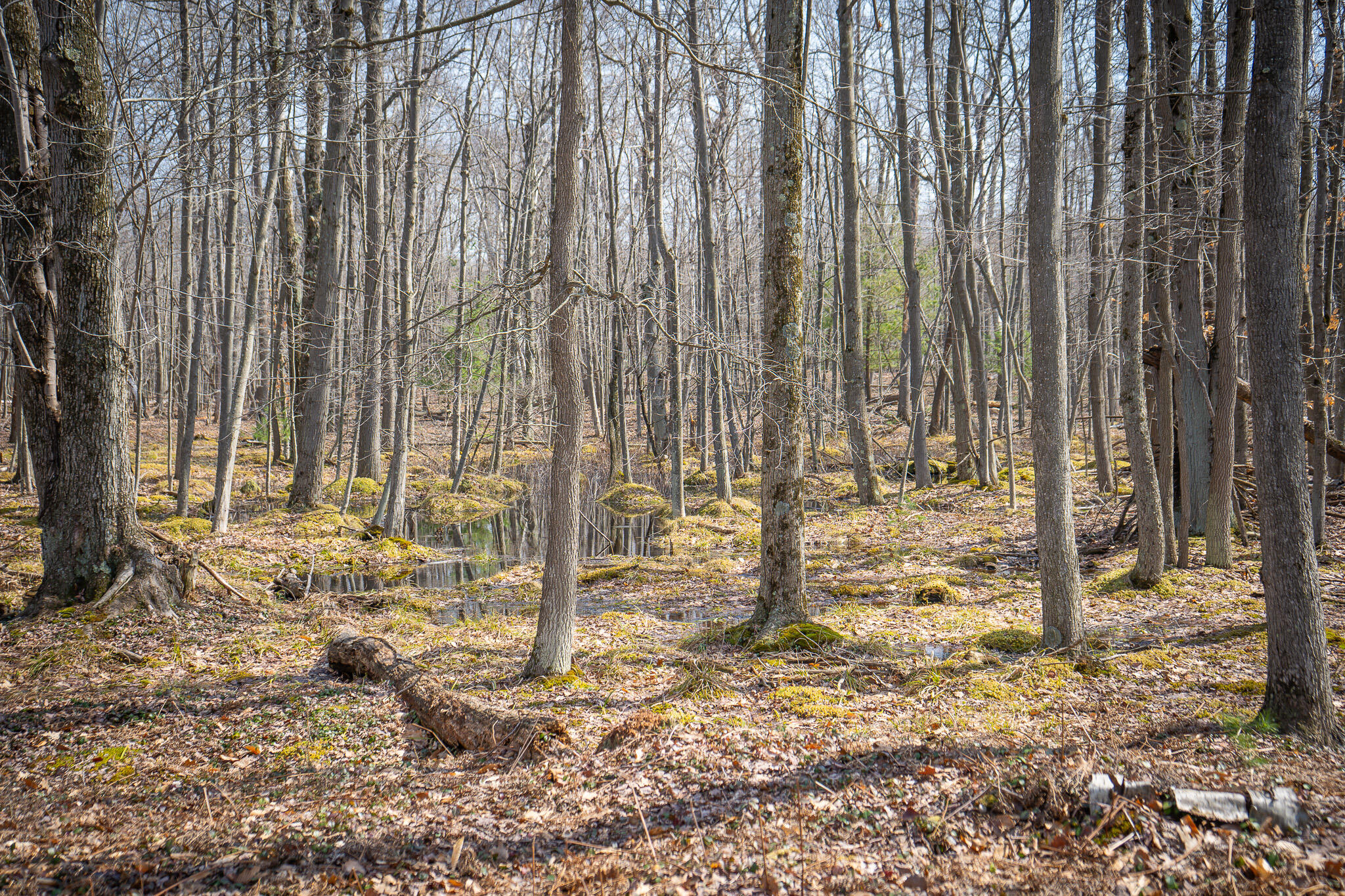 4986 North Ridge Road Pentwater, MI 49449 - Photo 40 of 53 DSC07994