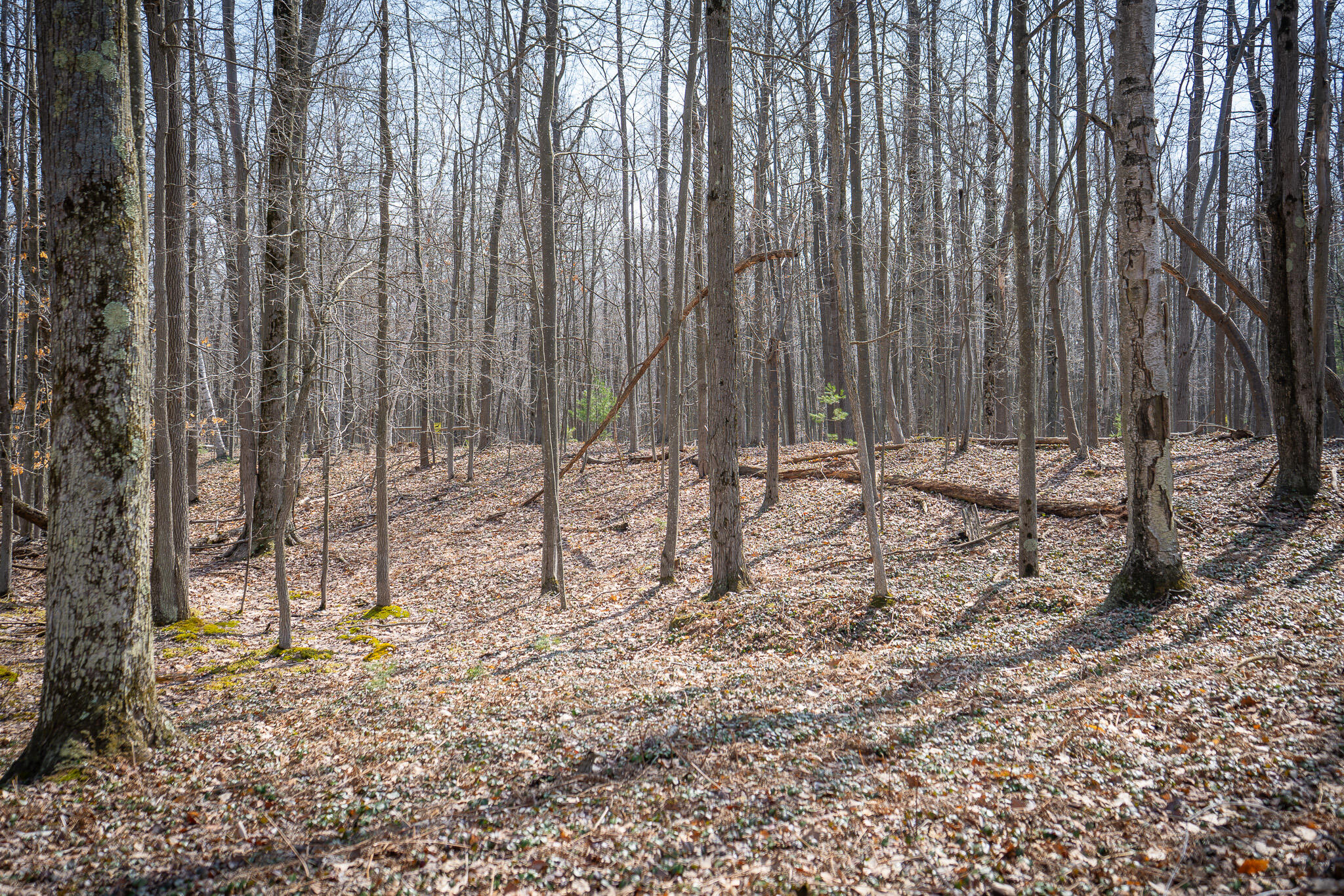 4986 North Ridge Road Pentwater, MI 49449 - Photo 41 of 53 DSC07995