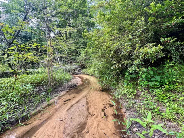 a view of a street with a tree