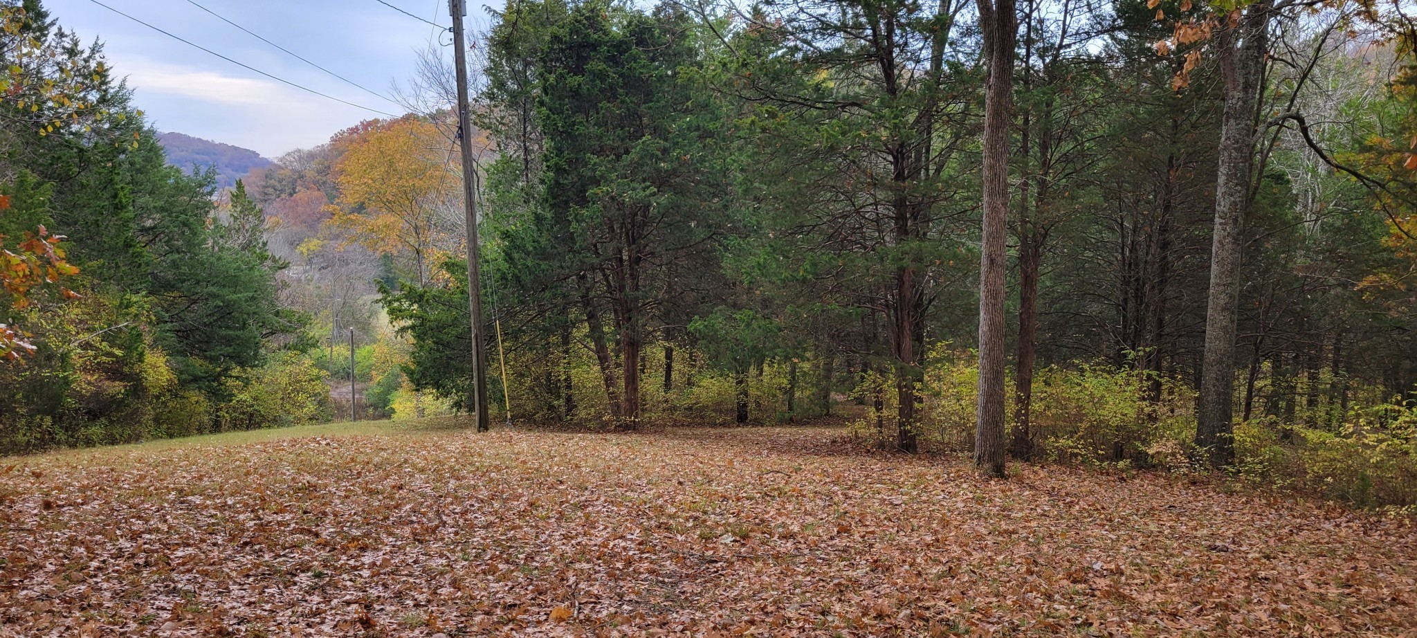 6995 Old Riv Rd Pike Nashville, TN 37209 - Photo 5 of 9 a view of a yard with trees