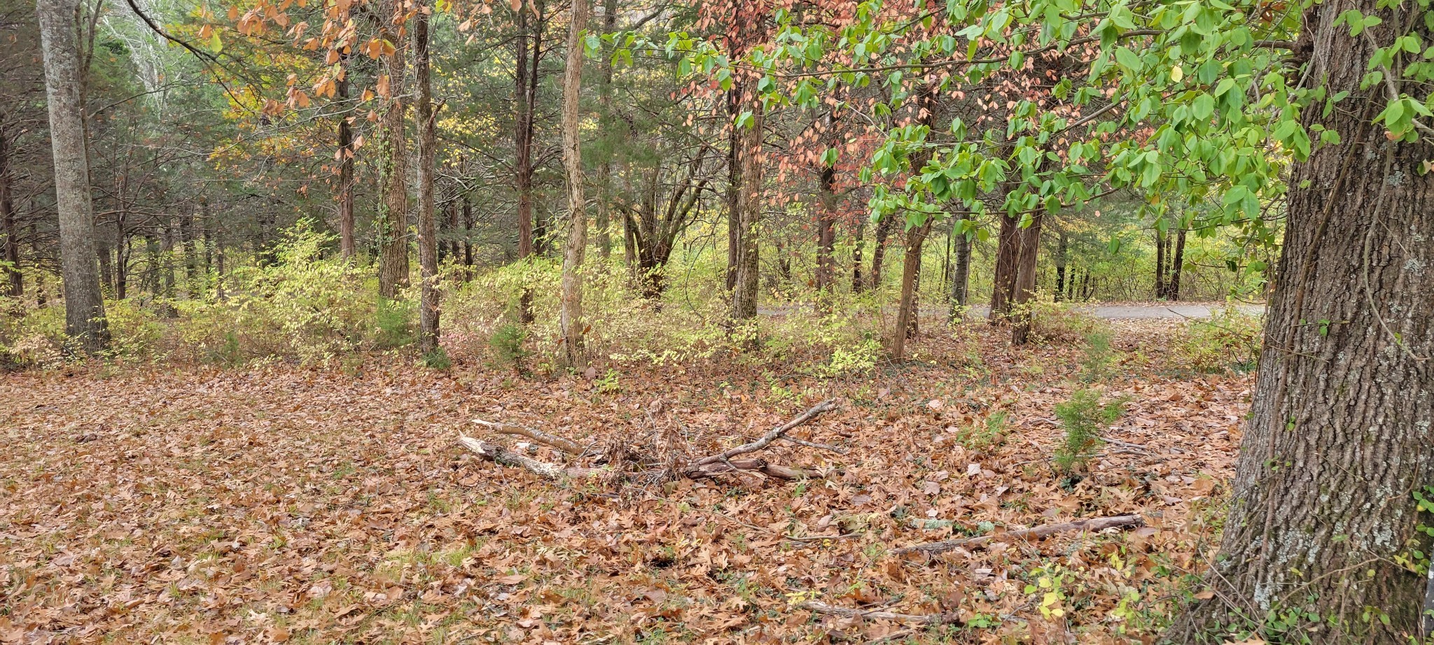 6995 Old Riv Rd Pike Nashville, TN 37209 - Photo 6 of 9 a view of backyard with green space
