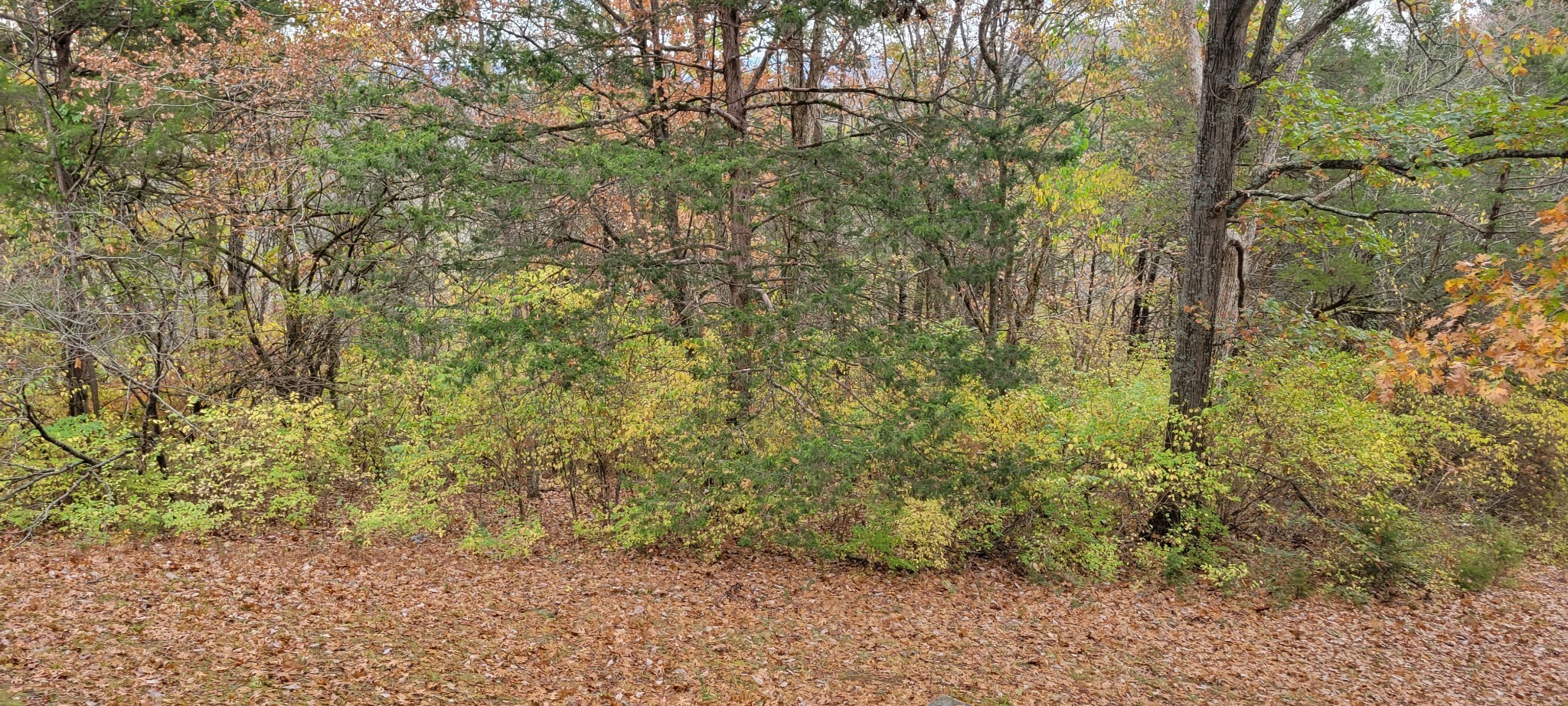 6995 Old Riv Rd Pike Nashville, TN 37209 - Photo 7 of 9 a view of a yard with large trees