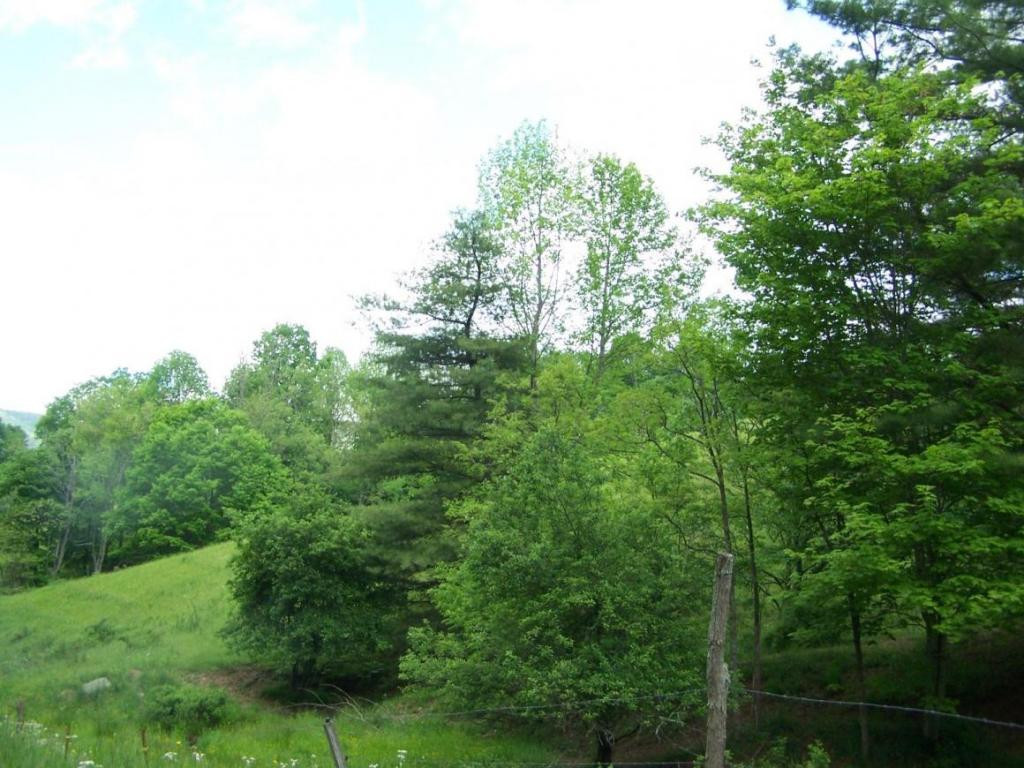 Lot 4 Fred Wallace Road Trade, TN 37691 - Photo 4 of 8 Photo 4