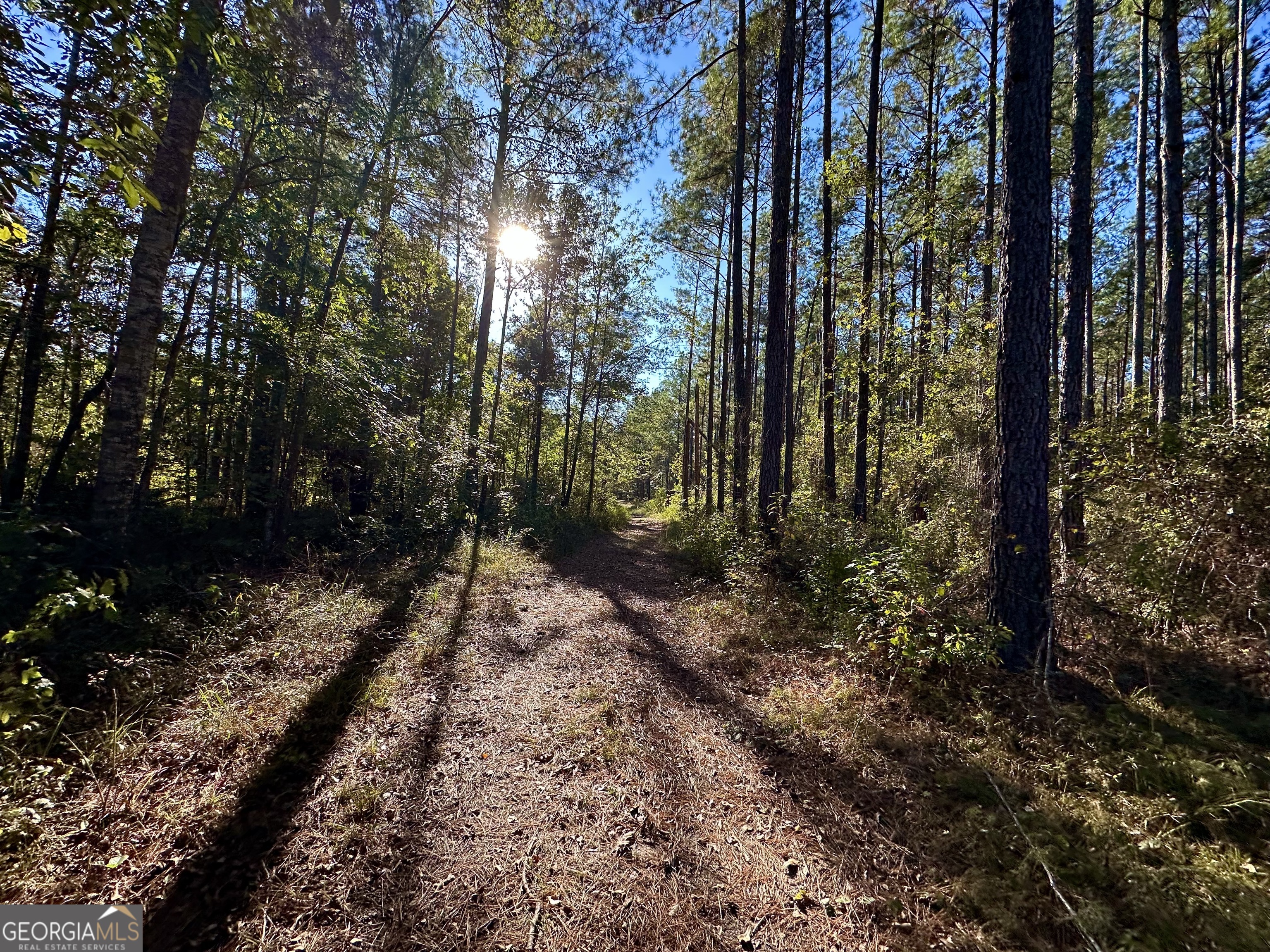 226 Cherokee Road Glenwood, GA 30428 - Photo 103 of 117 a view of a forest with trees
