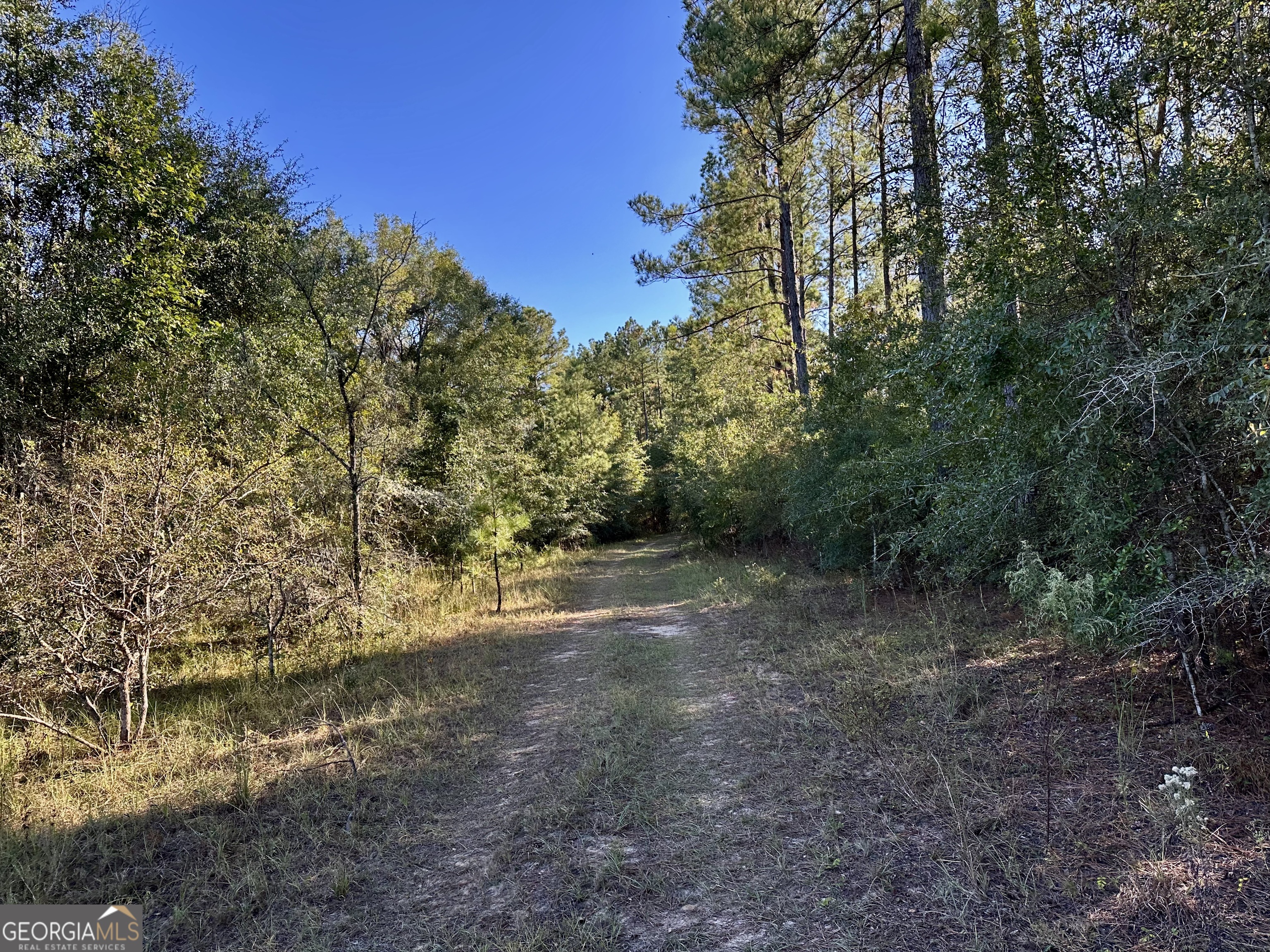 226 Cherokee Road Glenwood, GA 30428 - Photo 104 of 117 a view of a yard with a tree