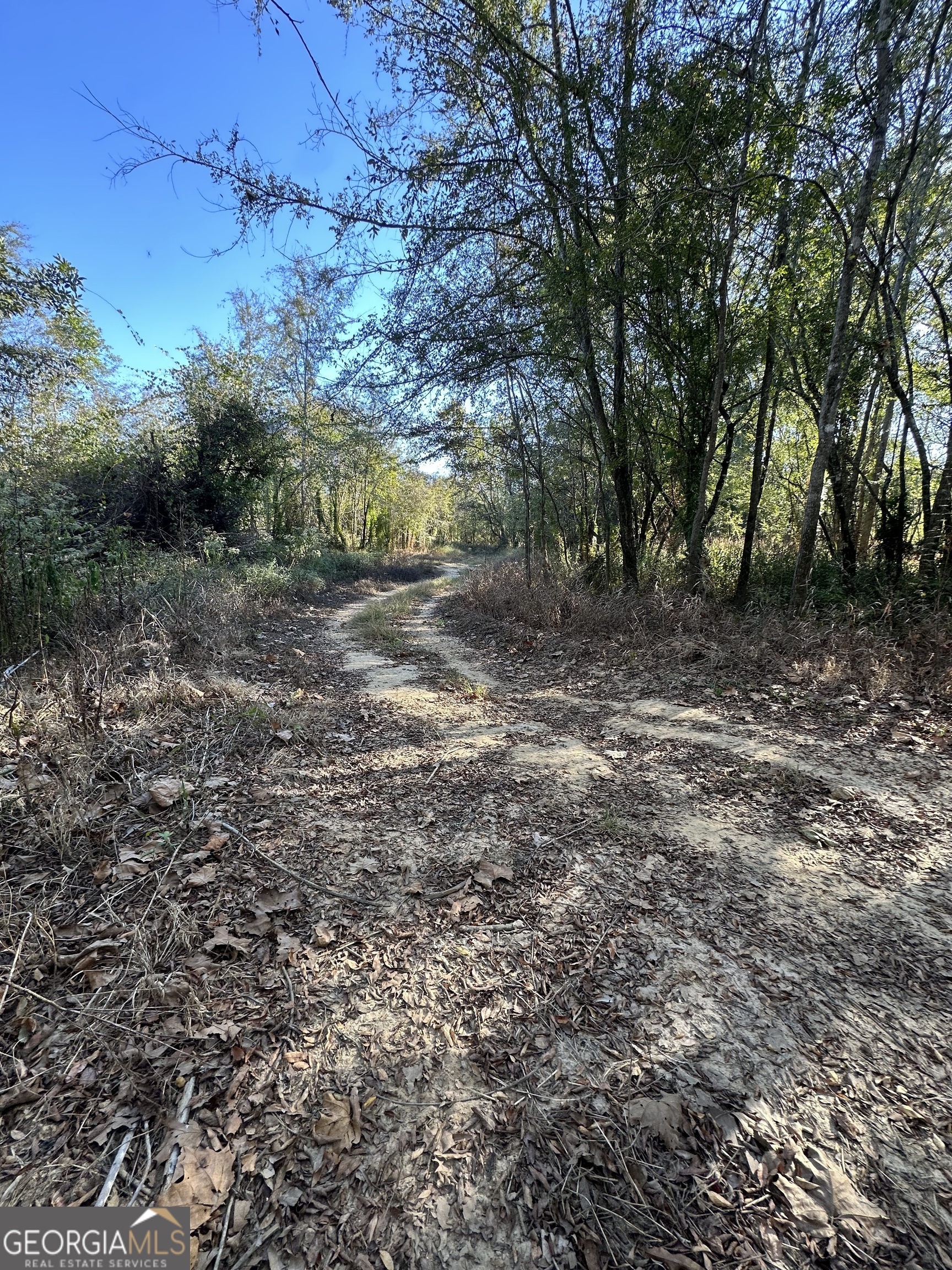 226 Cherokee Road Glenwood, GA 30428 - Photo 94 of 117 a view of a yard with plants and trees