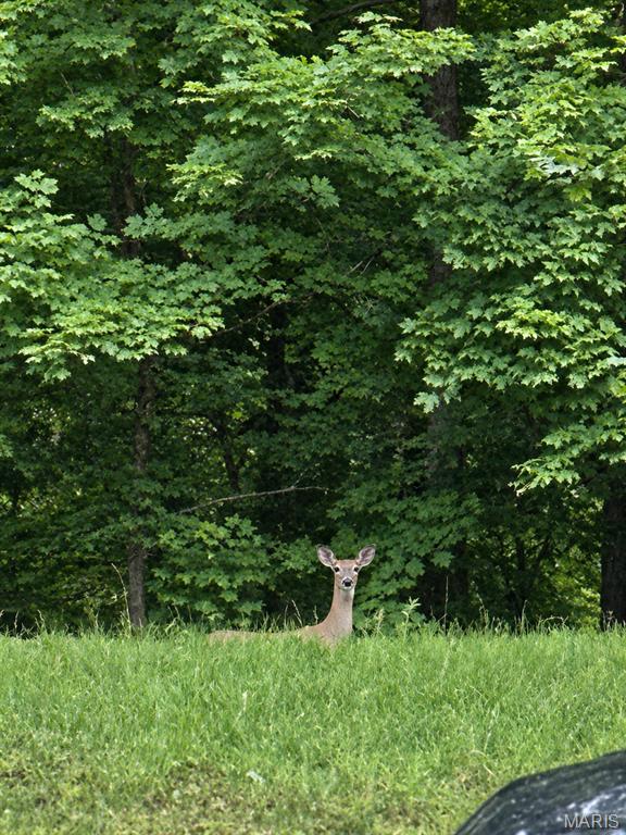 800 Matson Hill Road Defiance, MO 63341 - Photo 53 of 57 Gallery Image 53