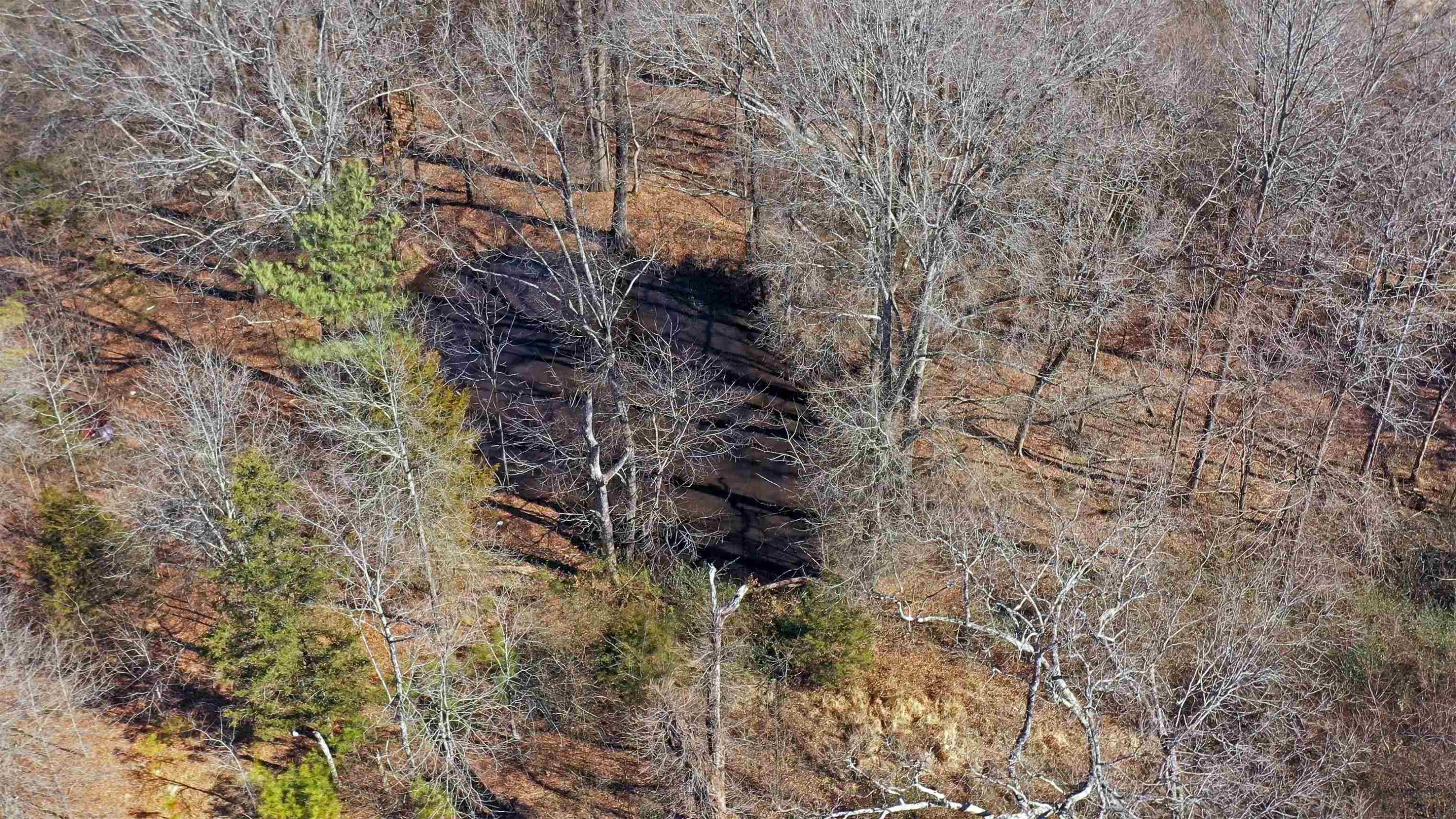 385 Raines Springs Road Jackson, TN 38301 - Photo 8 of 9 a view of a forest with trees