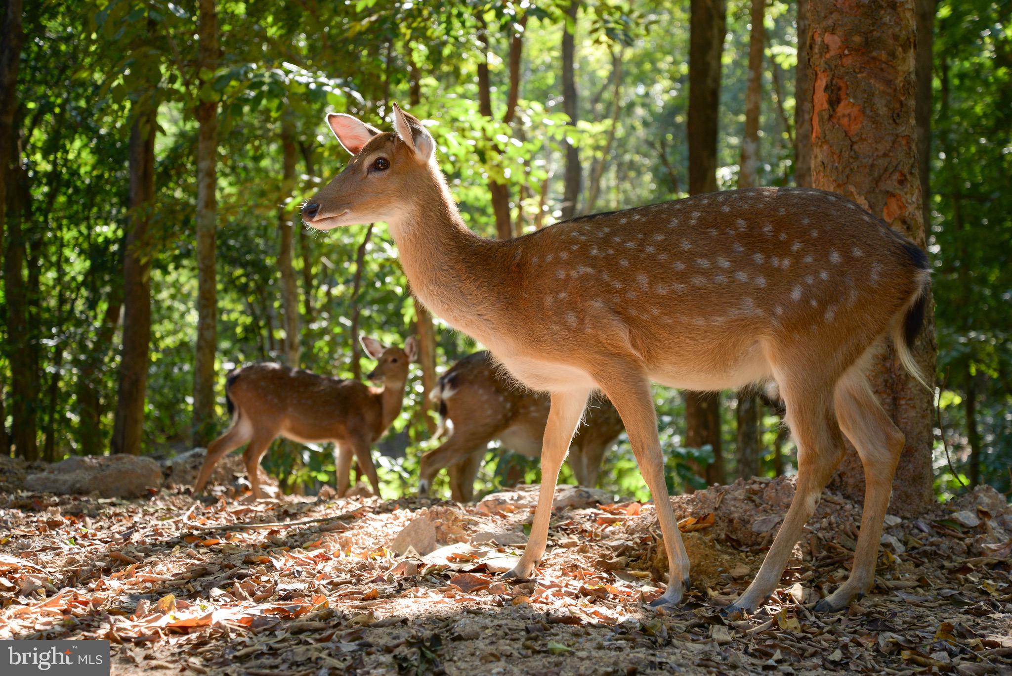 200 Meander Way Shepherdstown, WV 25443 - Photo 77 of 104 Walk and hike the trails with furry friends