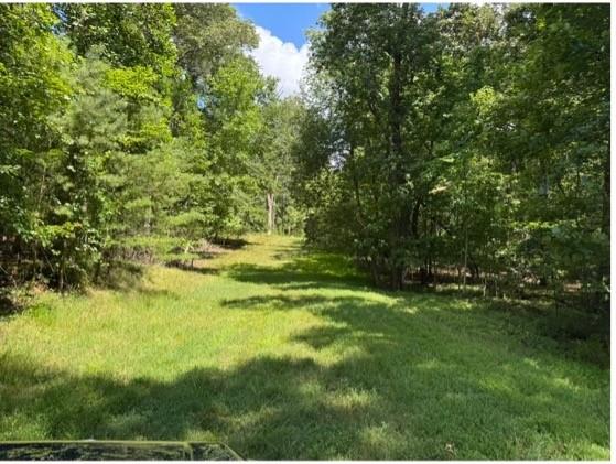 2320 Hardman Road Clarkesville, GA 30523 - Photo 16 of 53 a view of yard with green space