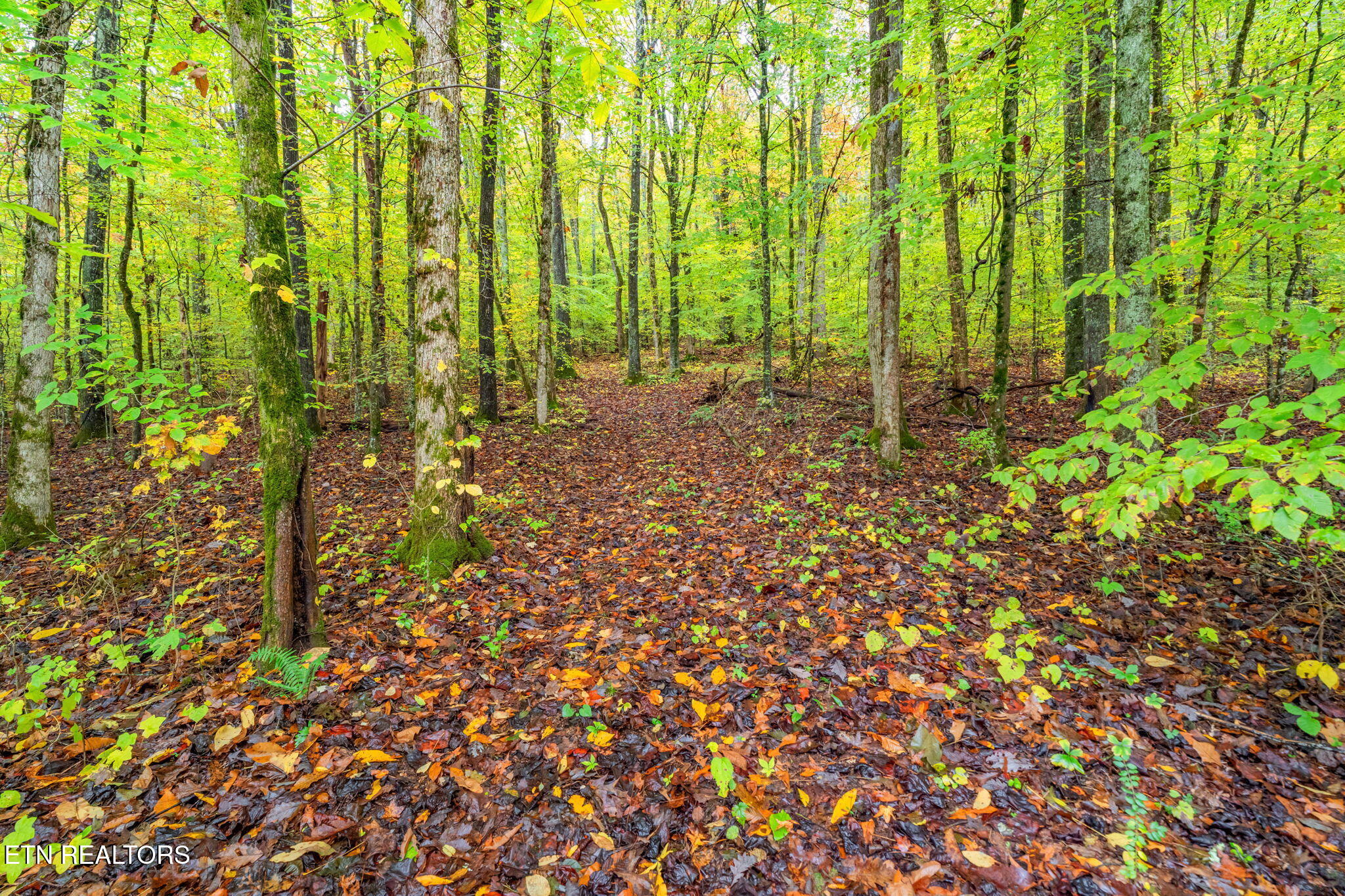 732 North Wooddale Road Knoxville, TN 37924 - Photo 3 of 19 46-web-or-mls-732 Wooddale Road