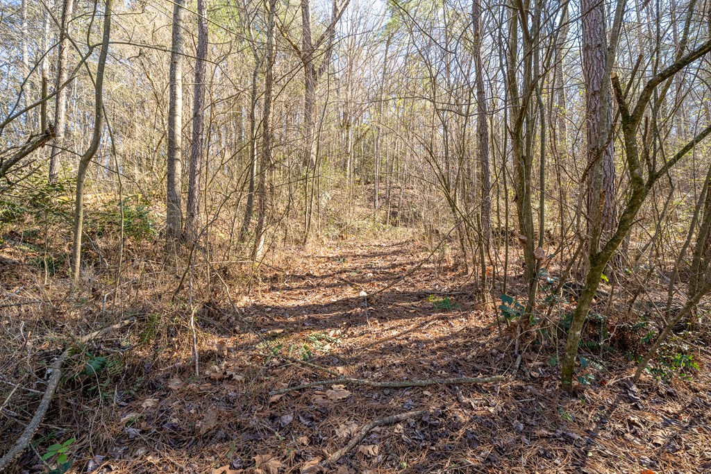 7589 Tails Creek Road Ellijay, GA 30540 - Photo 11 of 44 a view of yard