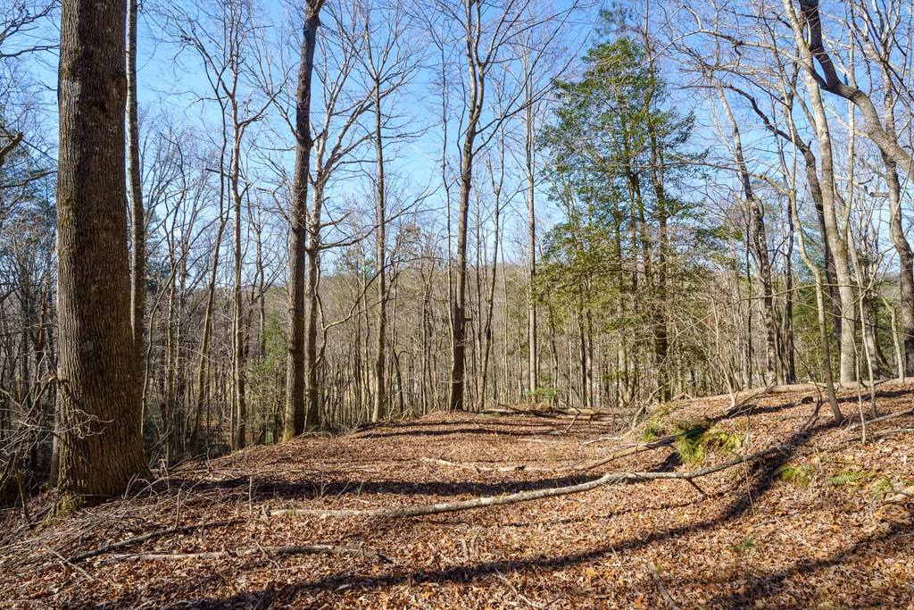 7589 Tails Creek Road Ellijay, GA 30540 - Photo 6 of 44 a view of a road with large trees
