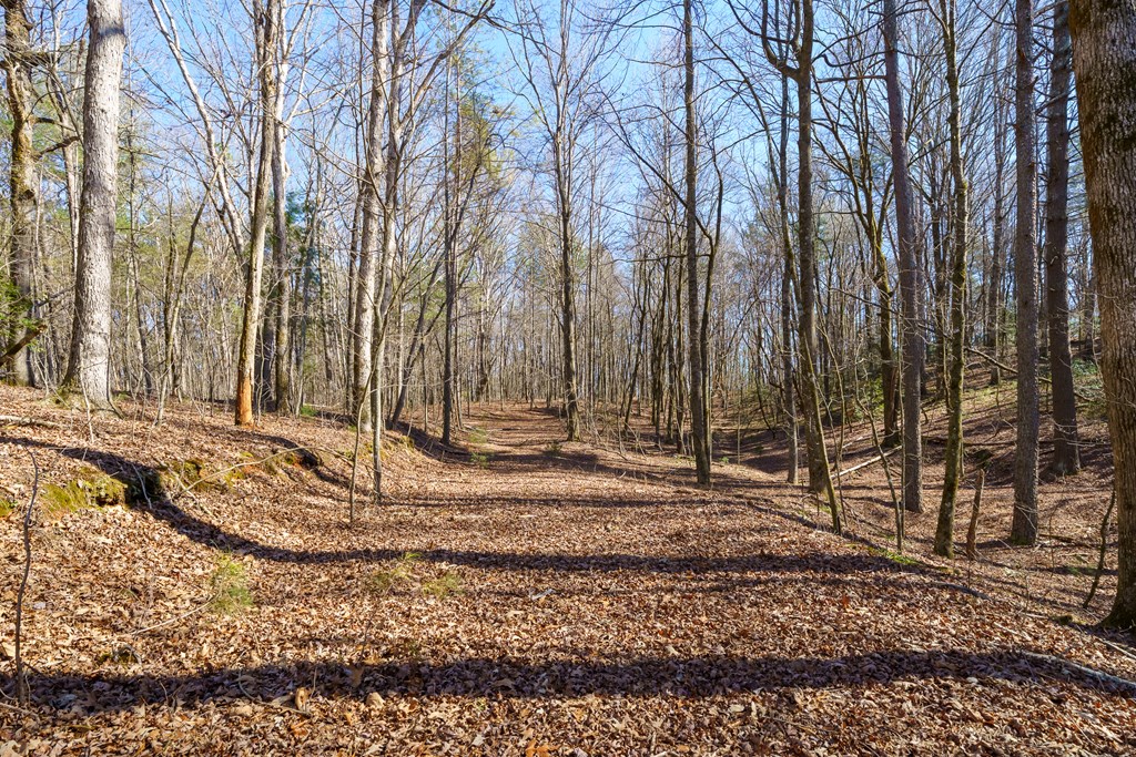 7589 Tails Creek Road Ellijay, GA 30540 - Photo 7 of 44 a view of a backyard with large trees