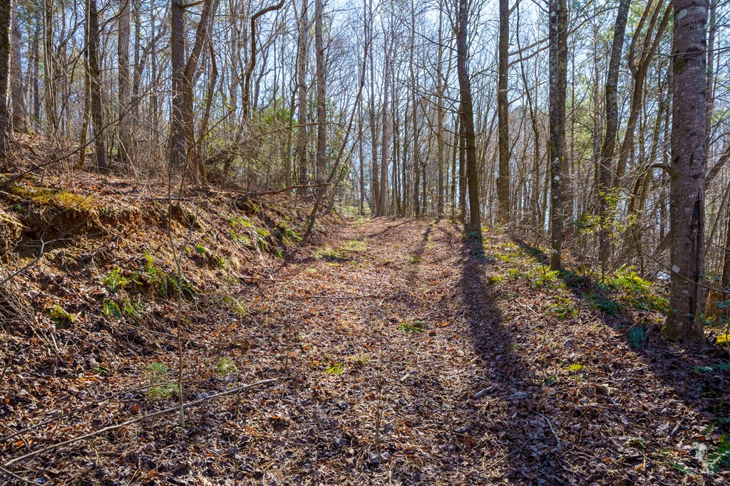7589 Tails Creek Road Ellijay, GA 30540 - Photo 9 of 44 a view of a yard with plants and trees