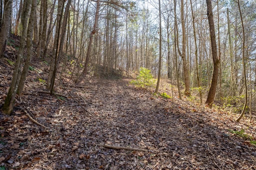 7589 Tails Creek Road Ellijay, GA 30540 - Photo 10 of 44 a view of backyard with green space