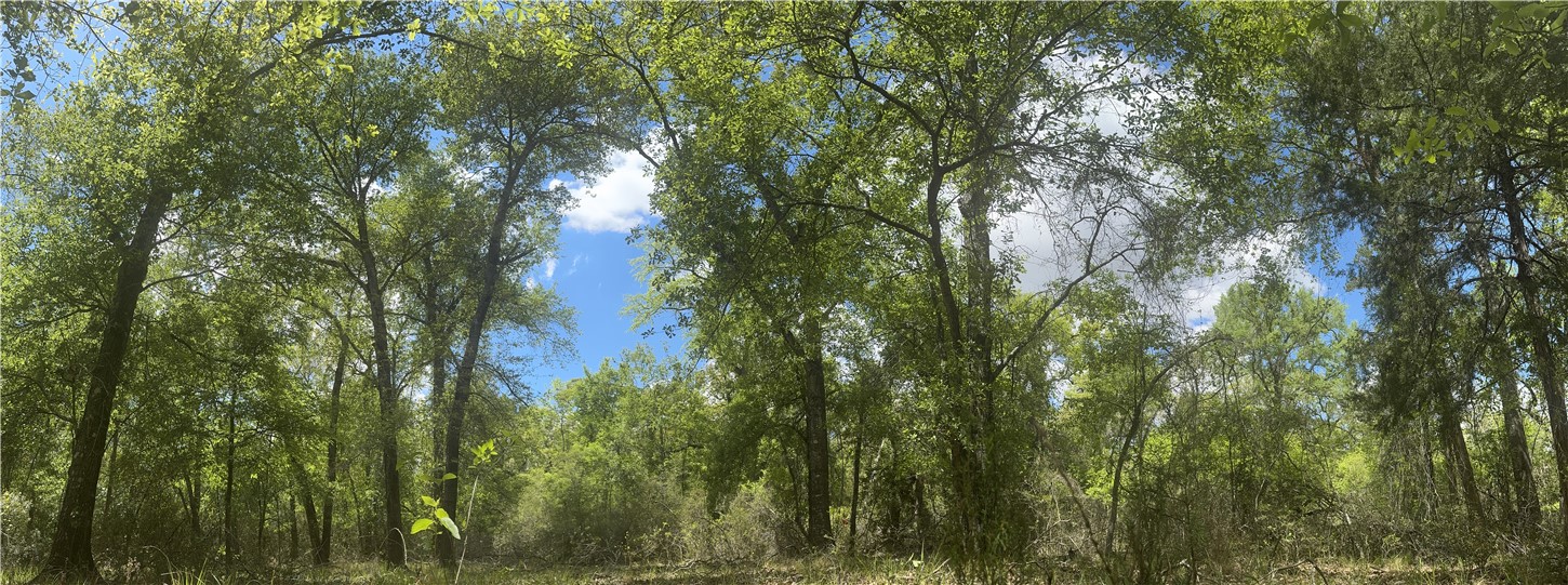 3816 Pin Oak Road Franklin, TX 77856 - Photo 5 of 15 Clearing in the woods back left side 29 Ac.