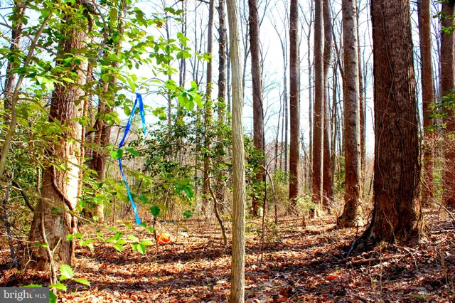 a close up of a plant