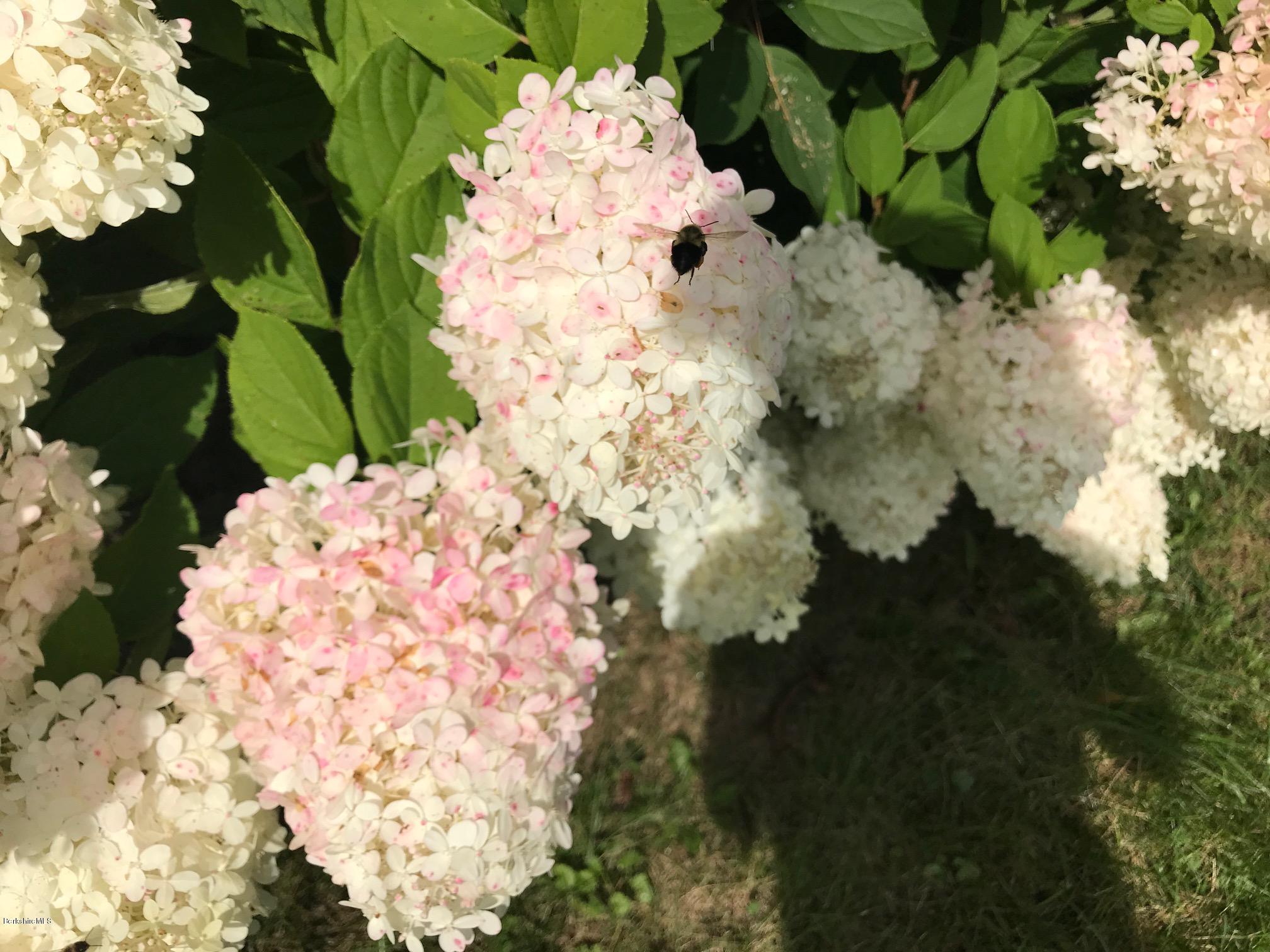 1679 Swamp Road Richmond, MA 01254 - Photo 31 of 33 a close up of a white flower in a garden