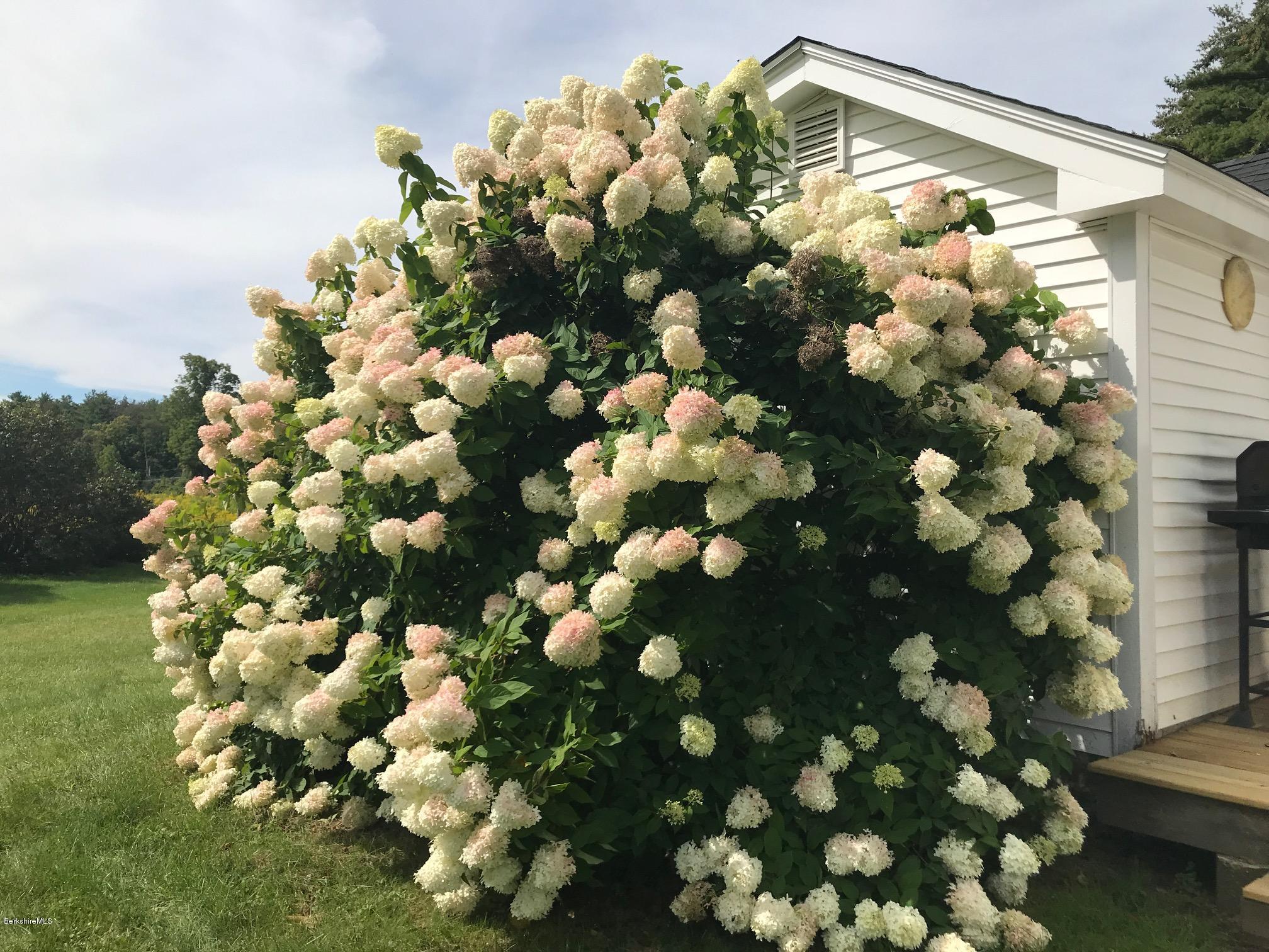 1679 Swamp Road Richmond, MA 01254 - Photo 33 of 33 a bunch of flowers in bunch