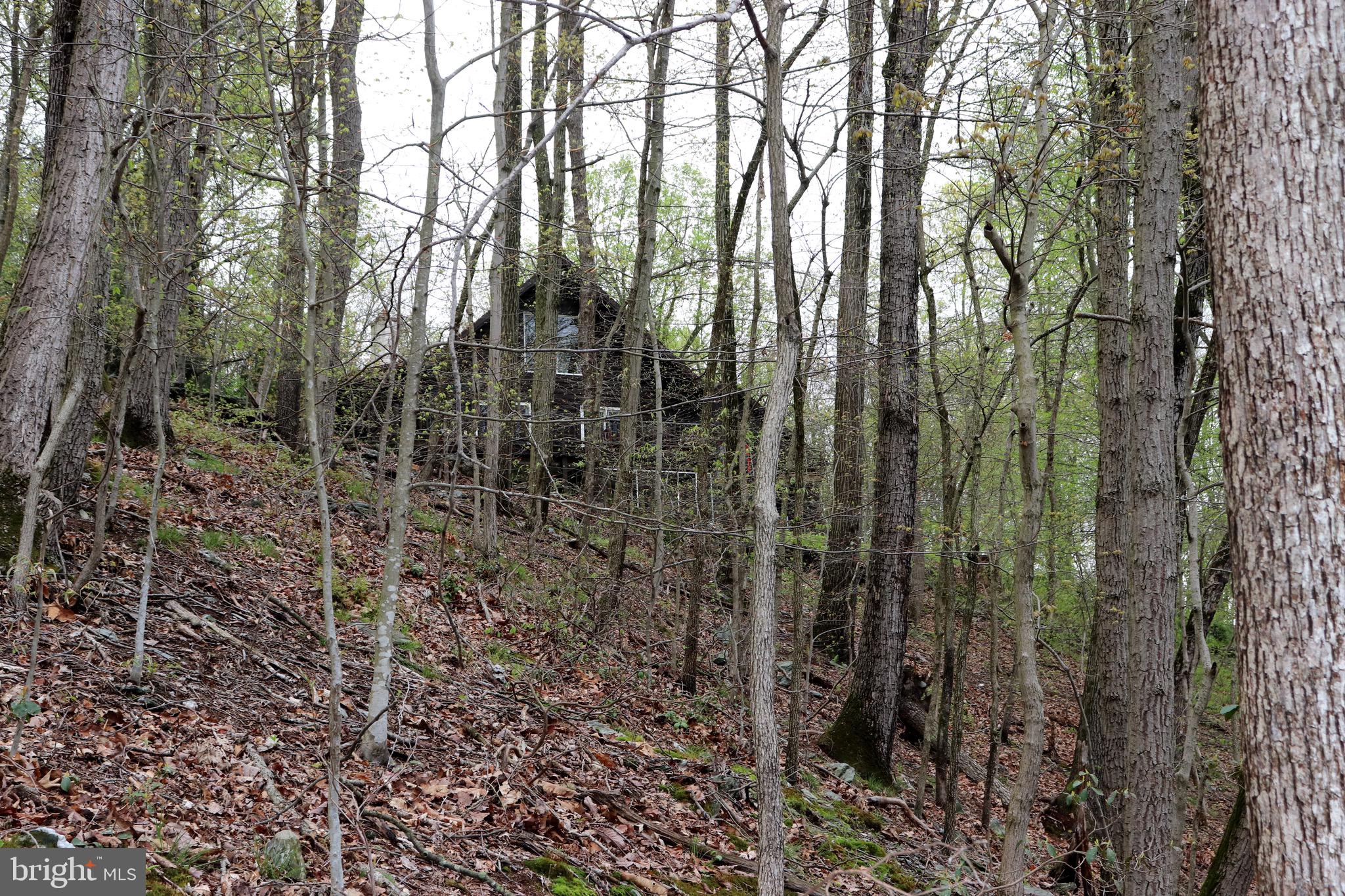 232 Wesley Road Quarryville, PA 17566 - Photo 19 of 69 Wooded part of property