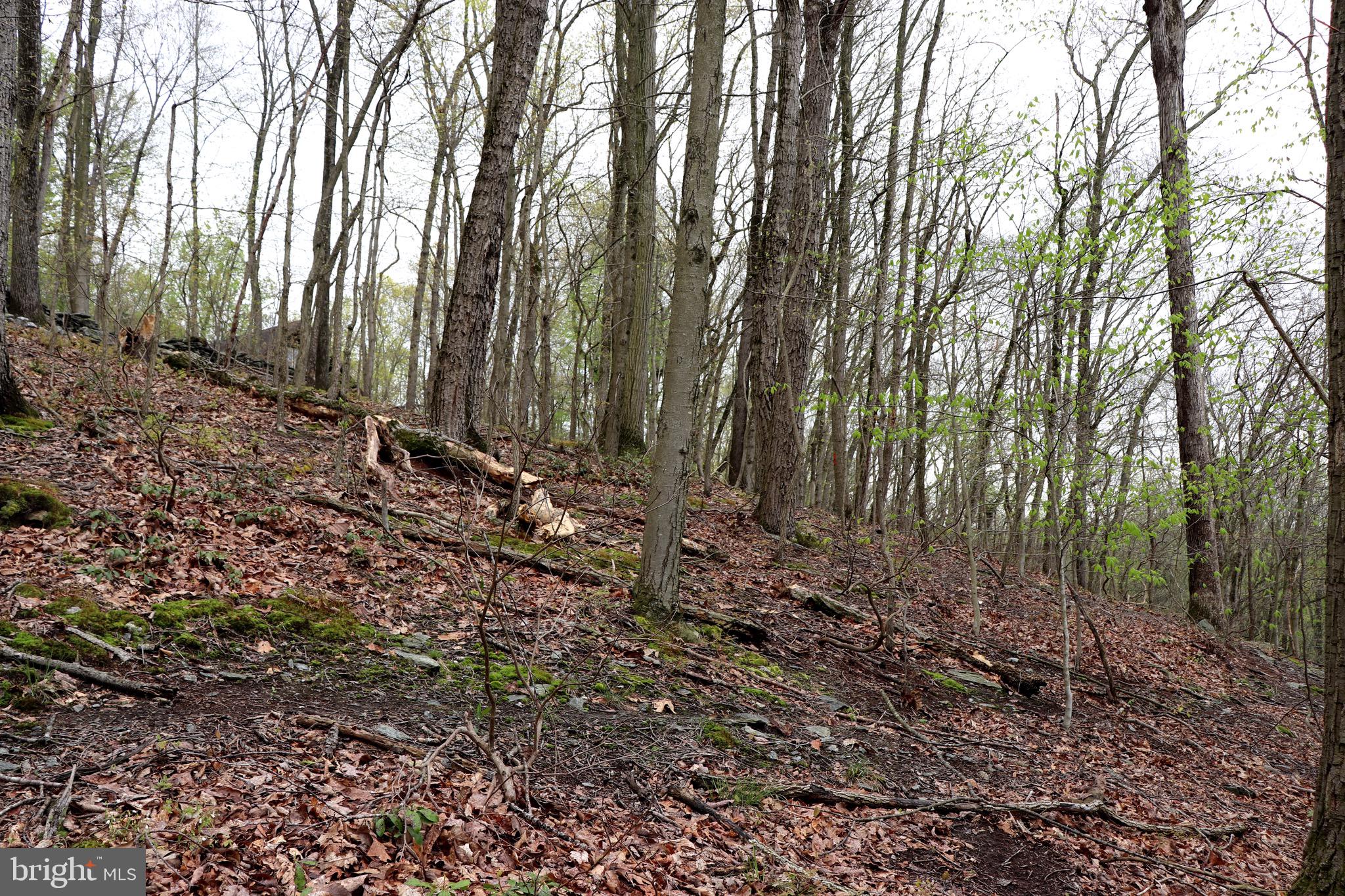 232 Wesley Road Quarryville, PA 17566 - Photo 22 of 69 Wooded view