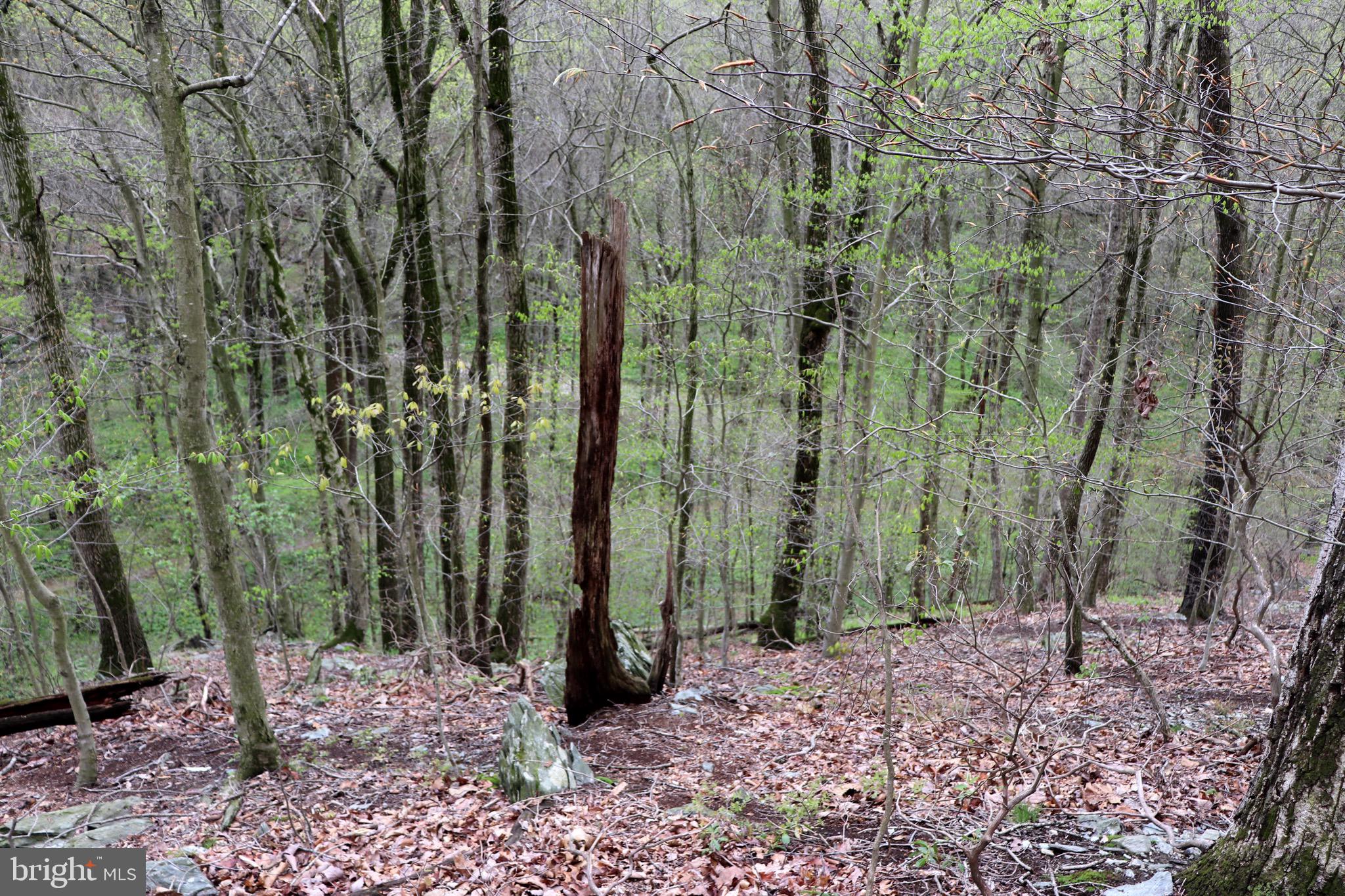 232 Wesley Road Quarryville, PA 17566 - Photo 25 of 69 View of wildlife trail into natural area