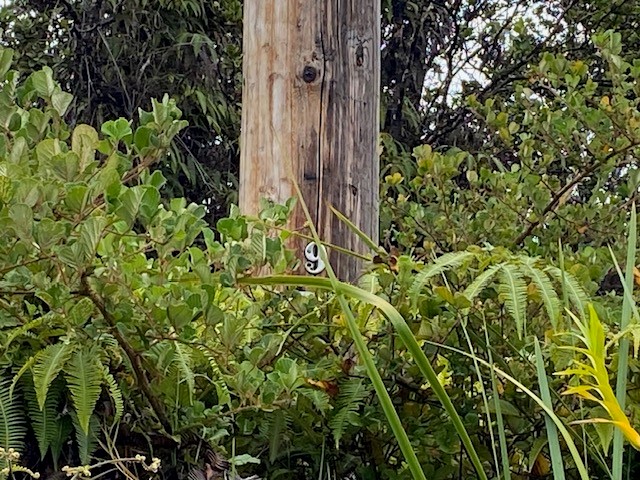 1631 Pa Alii Street Volcano, HI 96785 - Photo 13 of 14 a view of a plant in a garden