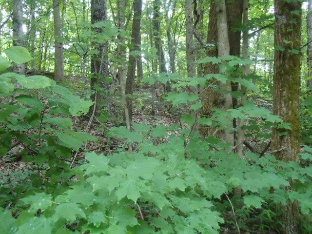 8 40 Star Point Road Celina, TN 38551 - Photo 18 of 25 Gallery Image 18