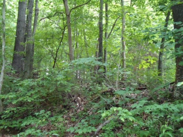 8 40 Star Point Road Celina, TN 38551 - Photo 6 of 25 Gallery Image 6