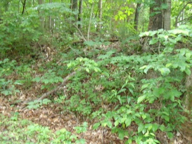8 40 Star Point Road Celina, TN 38551 - Photo 8 of 25 Gallery Image 8