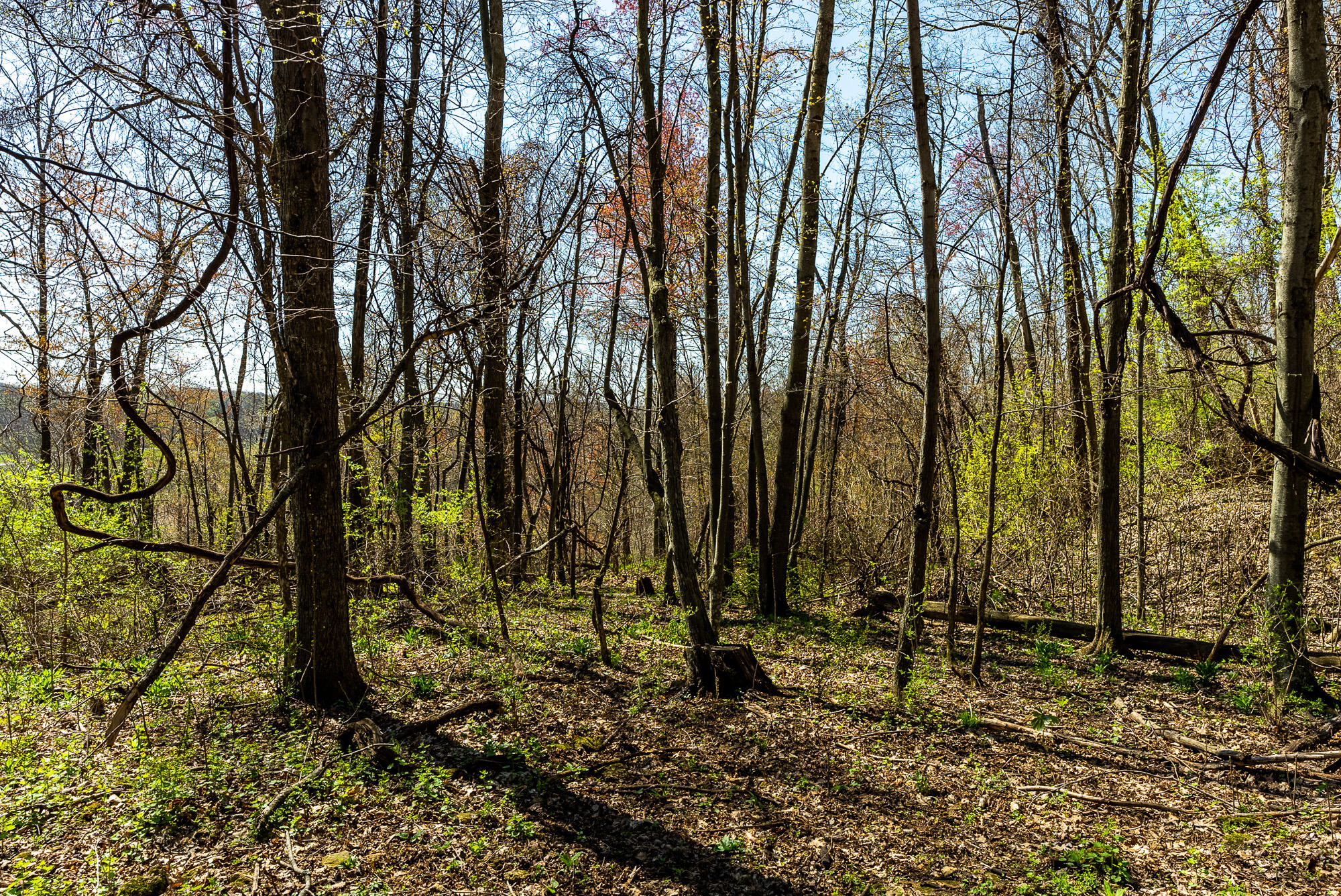 Lt2 Eli Valley Road Hillpoint, WI 53937 - Photo 23 of 47 Sauk-County-WI-53-Acres-Land-For-Sale-23