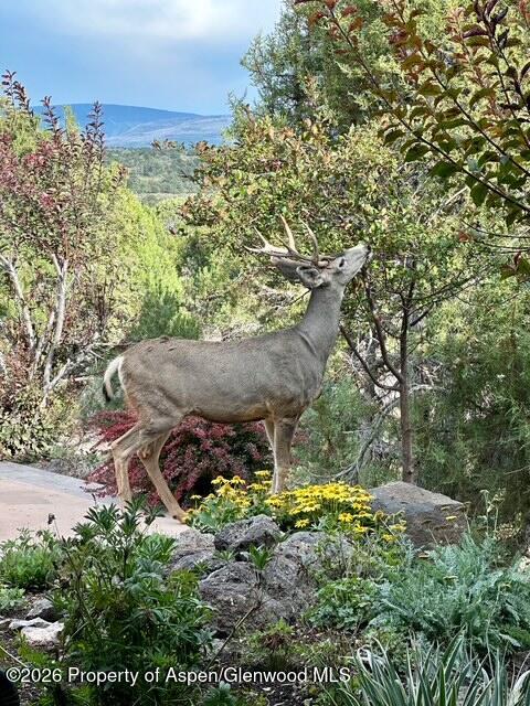 258 Monarch Road Glenwood Springs, CO 81601 - Photo 70 of 73 IMG_0658