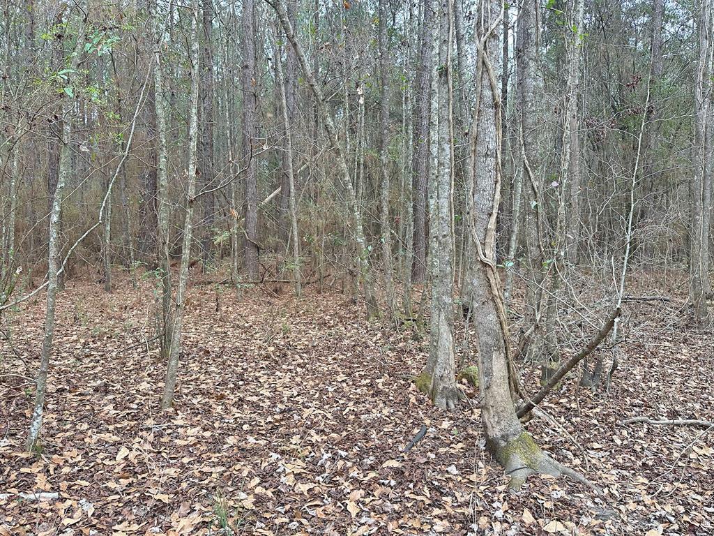 0 Freddie Whiddon Road Webb, AL 36376 - Photo 2 of 17
