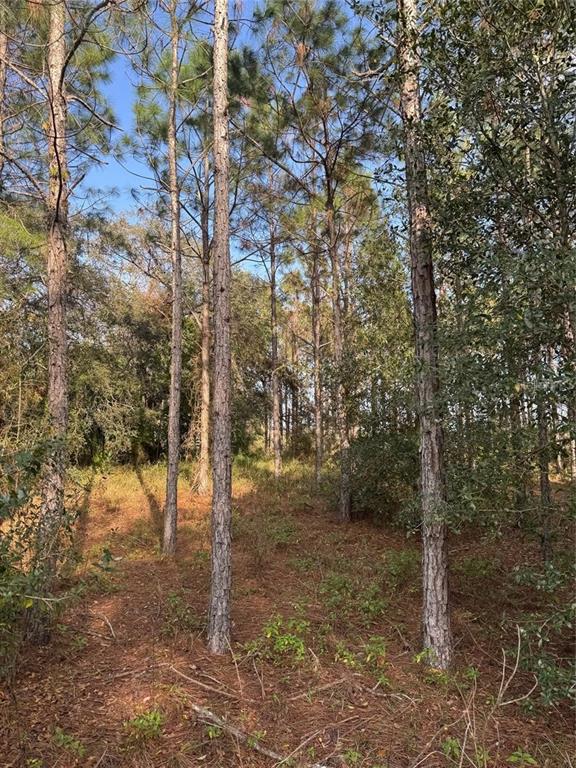 44 State Road Eustis, FL 32736 - Photo 4 of 6