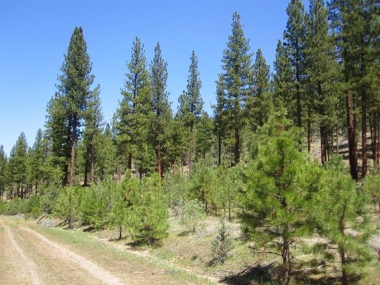 Nsa Anderson Ranch Road McArthur, CA 96056 - Photo 2 of 12 NSA Anderson 15