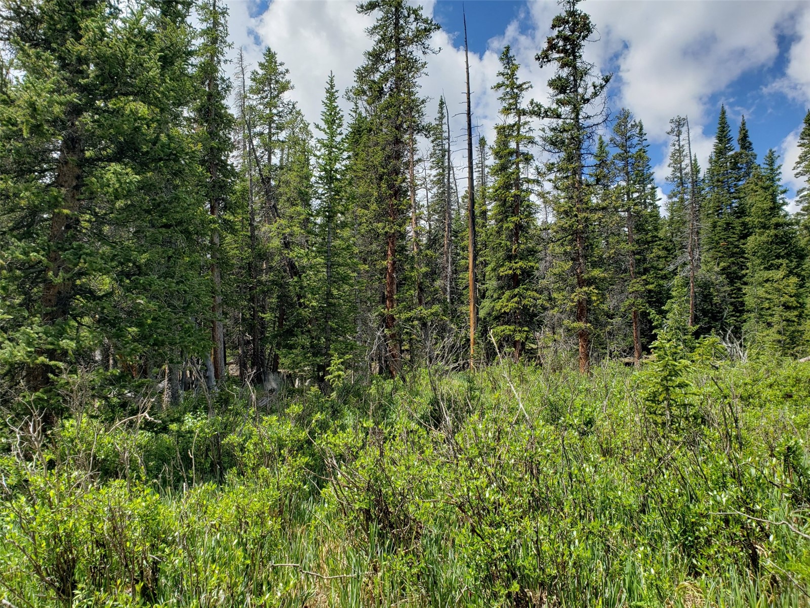 585 Porcupine Road Fairplay, CO 80440 - Photo 1 of 12