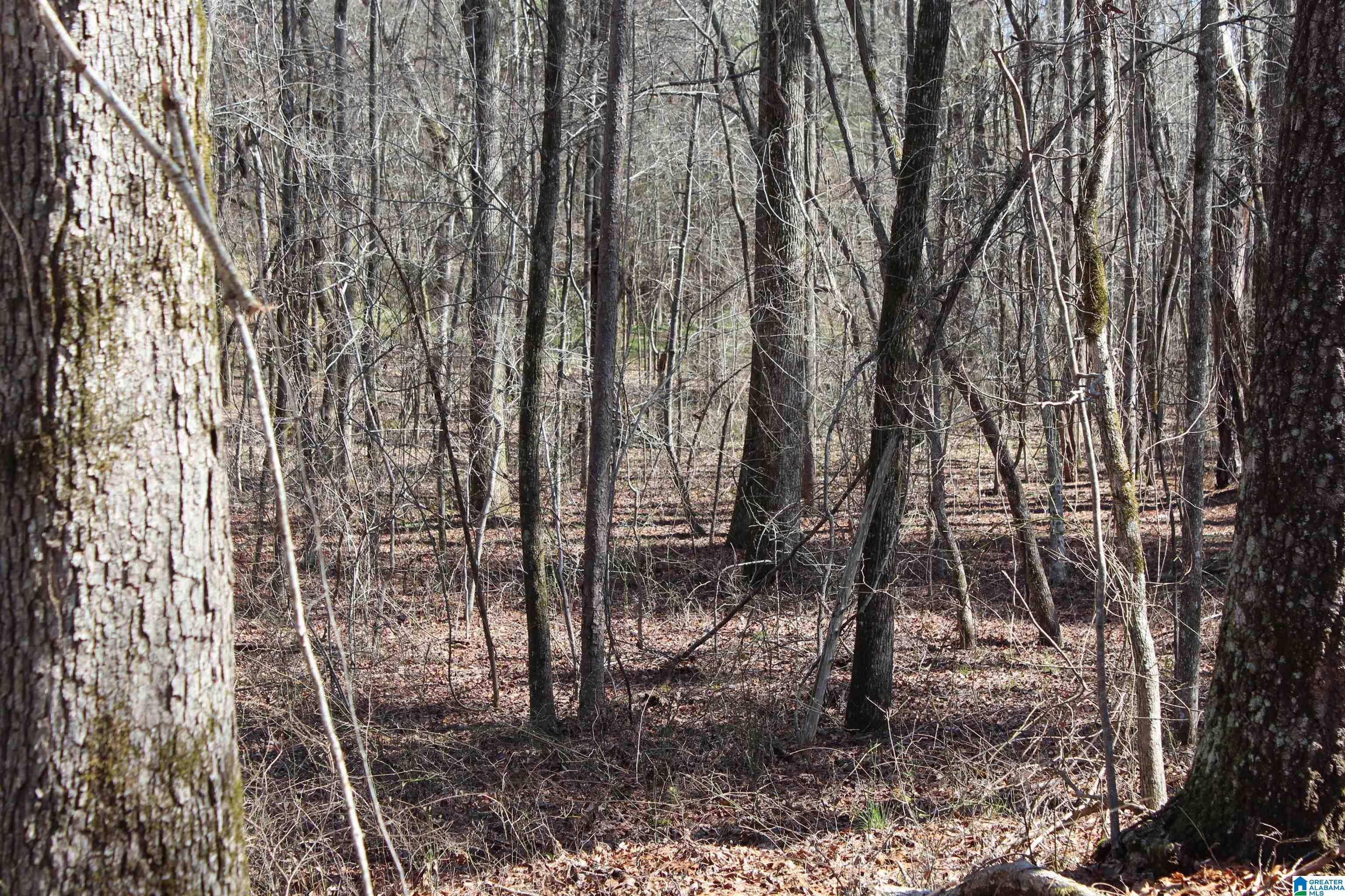 518 County Road, Unit 33 859ACRES Woodland, AL 36280 - Photo 26 of 32