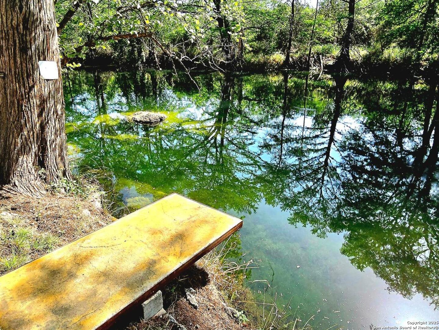 a view of a backyard with plants and large trees