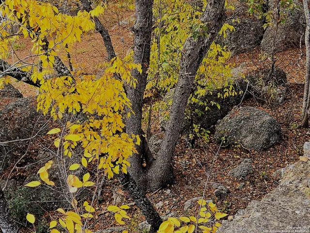 a plant is in a garden