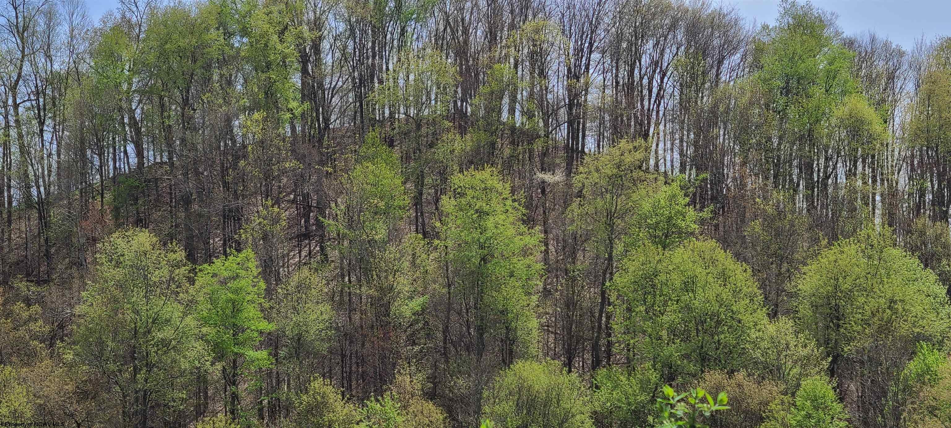 482 Wilmoth Rd Israel Church Montrose, WV 26283 - Photo 11 of 21 Gallery Image 11