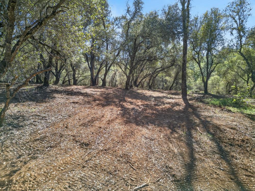 0 Clark Mountain Road Lotus, CA 95651 - Photo 19 of 47 a view of a tree in the middle of a yard