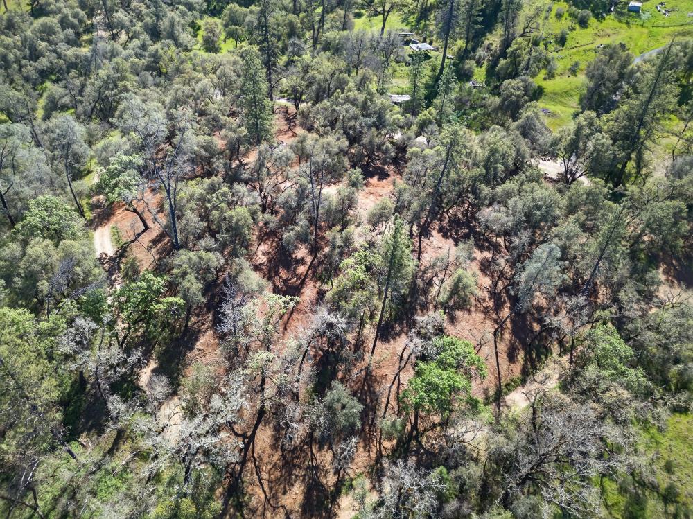 0 Clark Mountain Road Lotus, CA 95651 - Photo 20 of 47 a view of a forest with plants