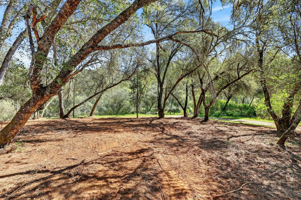 0 Clark Mountain Road Lotus, CA 95651 - Photo 32 of 47 a view of a tree in the middle of a yard