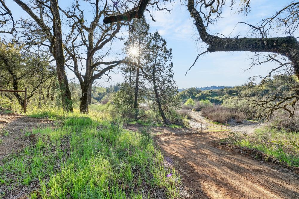 0 Clark Mountain Road Lotus, CA 95651 - Photo 8 of 47 a view of a yard with trees