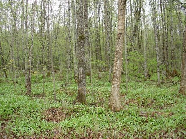 Off Off Moore Road Bessemer, MI 49911 - Photo 7 of 9 Gallery Image 7