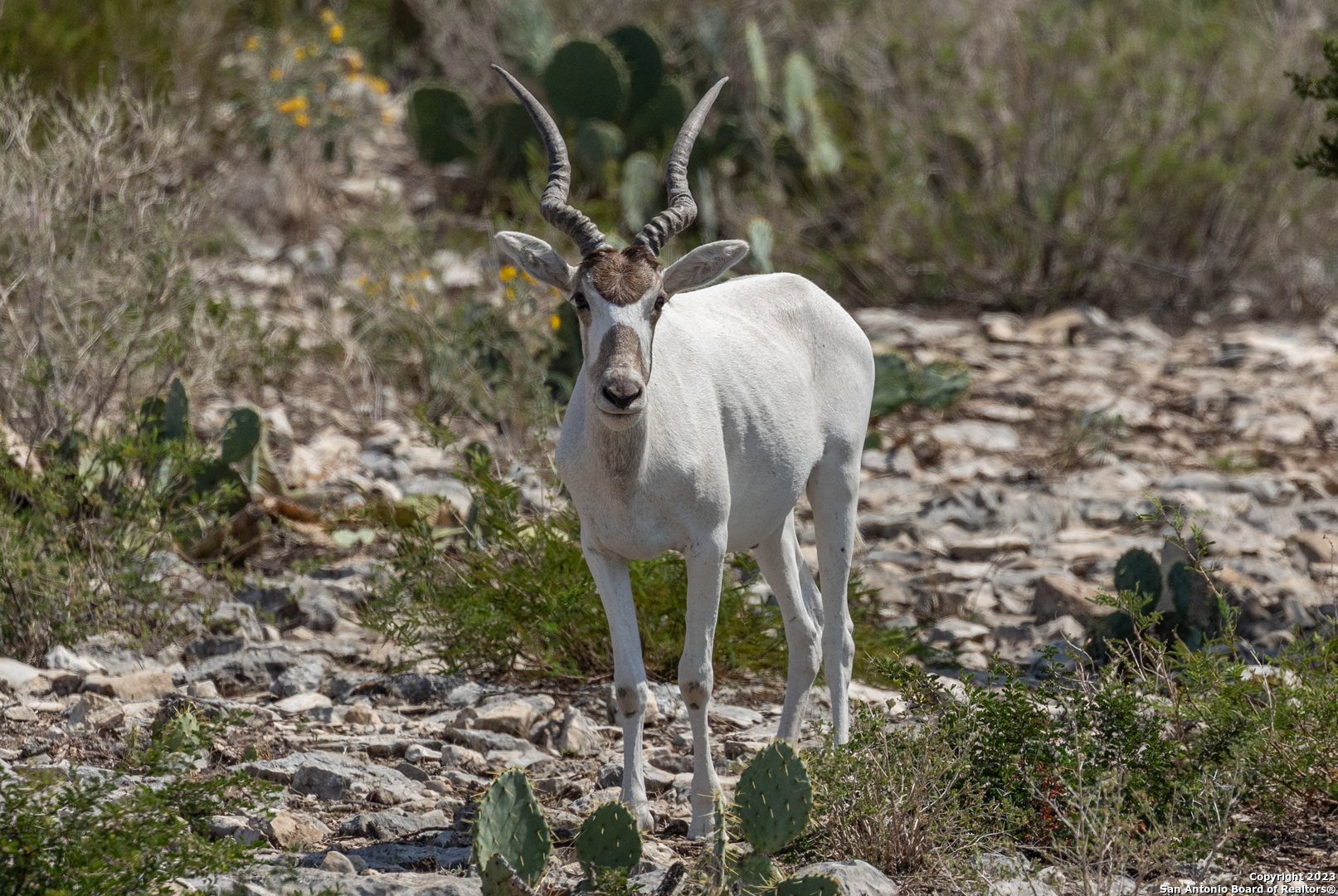 429 Cr 429 Uvalde Tx  