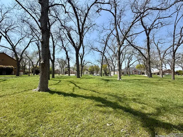 a view of a trees with a tree